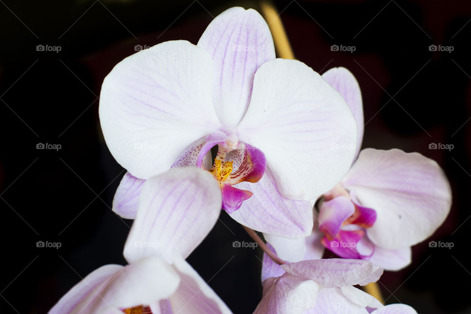 white and pink orchids