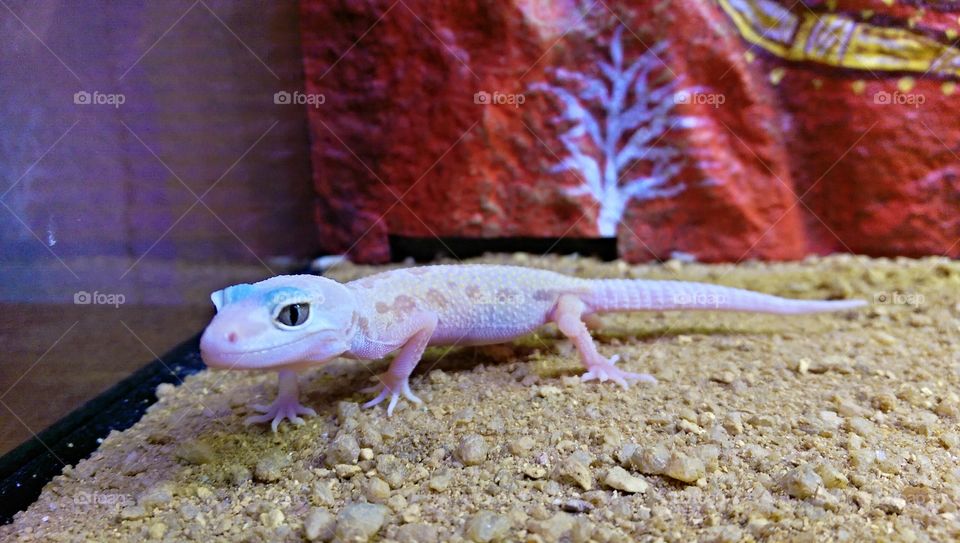 Albino Mac Leopard Gecko. One of our new babies. 