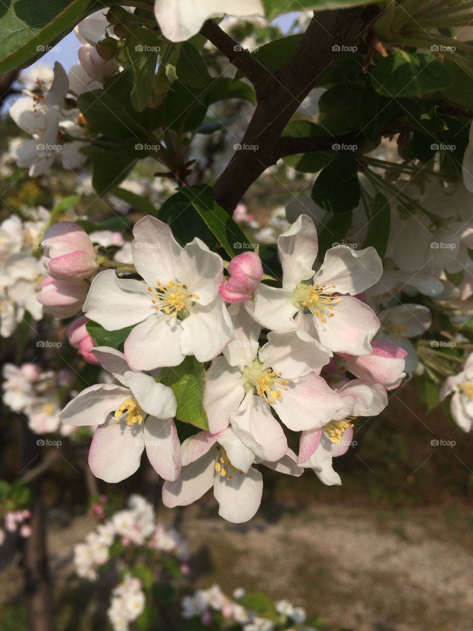 Flowers