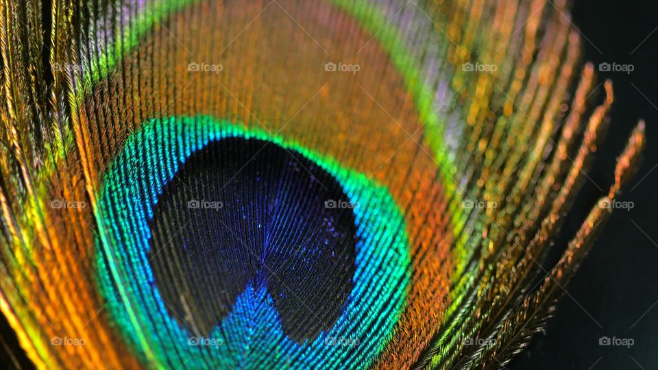 Close-up of peacock feather