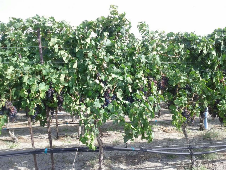 Grapevines at vineyard in Washington state