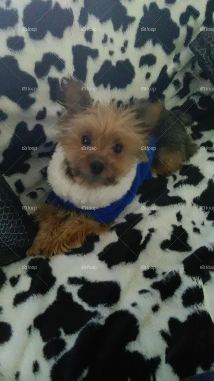 my yorky