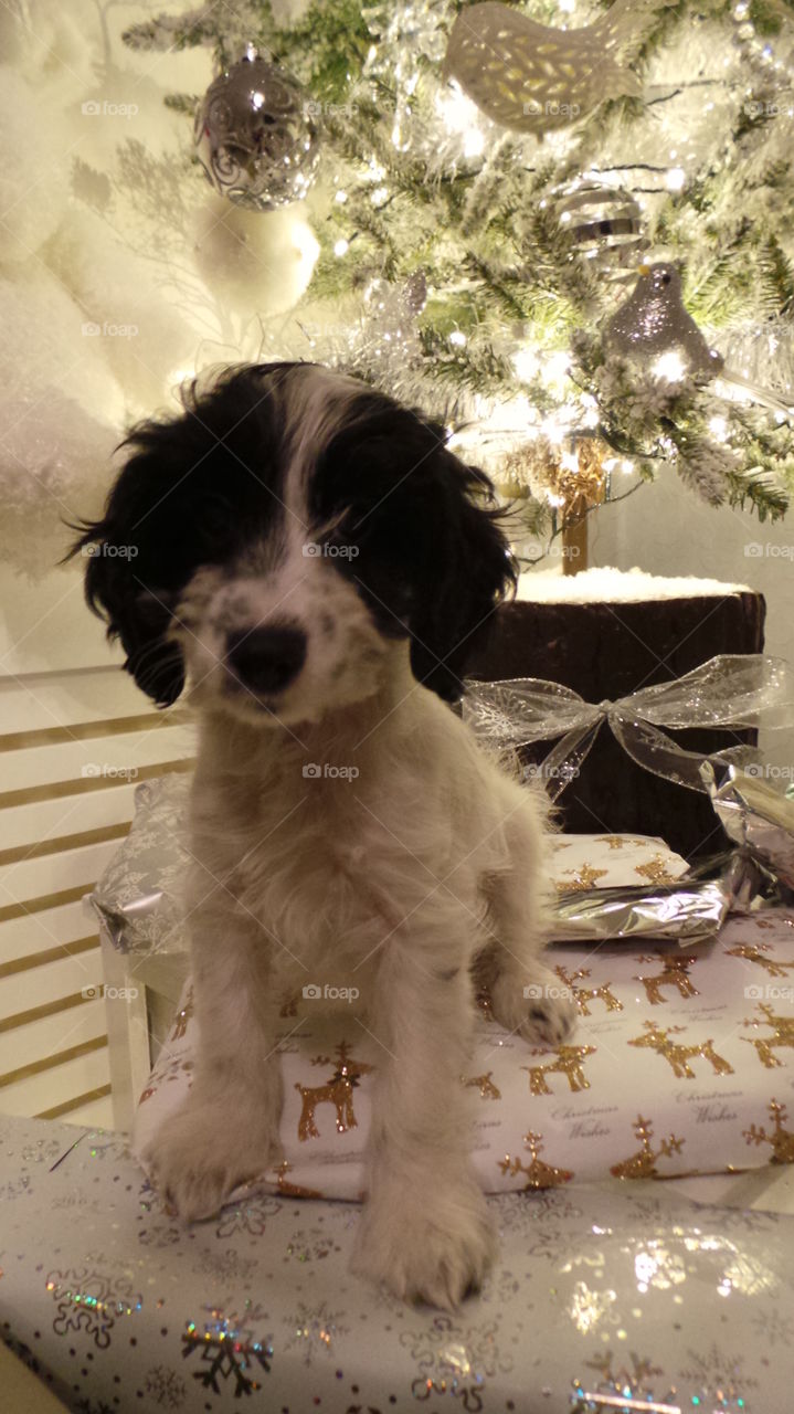 11 week old toy cockapoo puppy with a Christmas tree. puppies first Christmas.