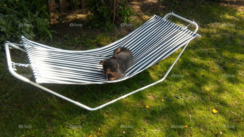 It truly is a dog's life, laid back relaxing on the hammock in the backyard