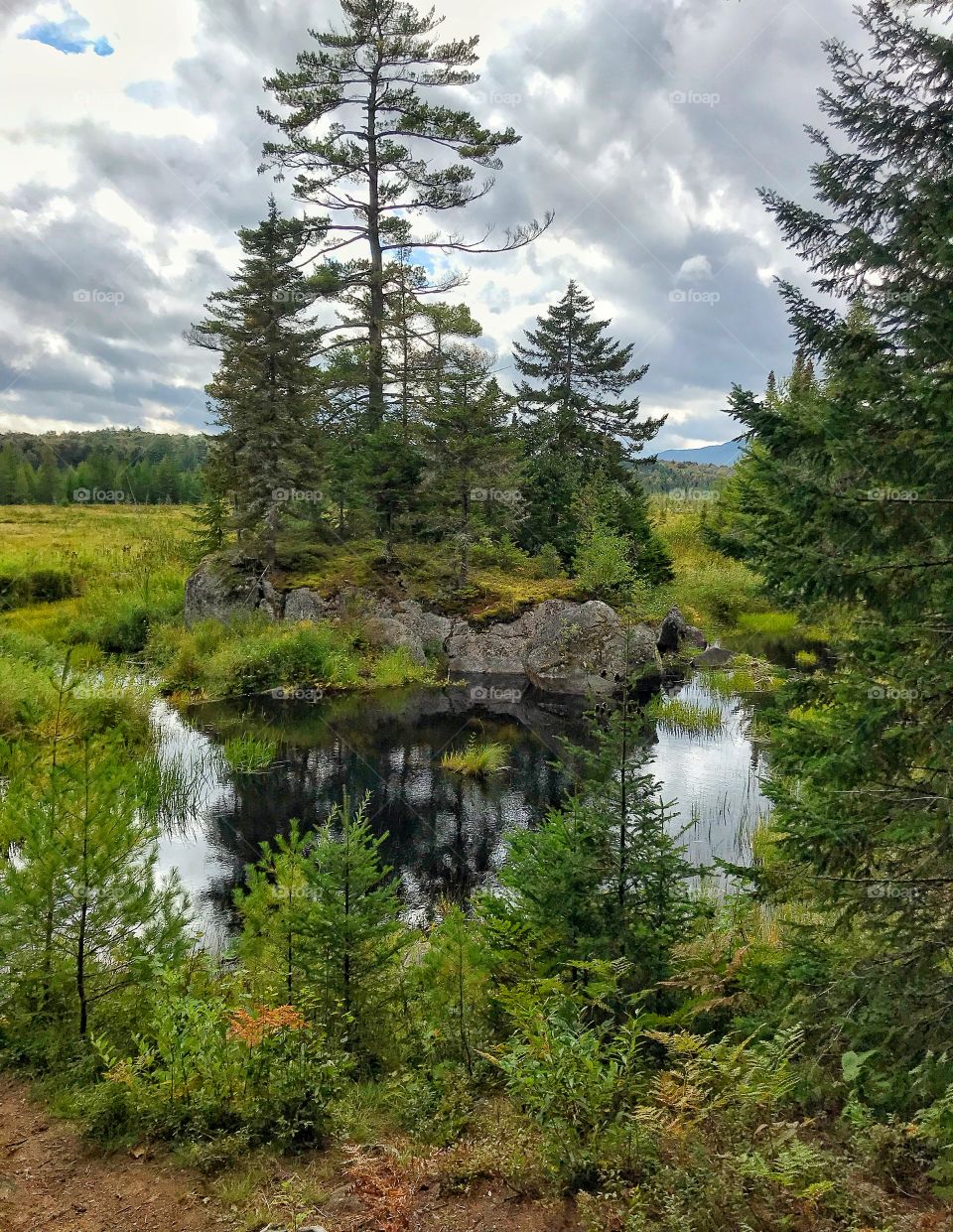 Spruce bog