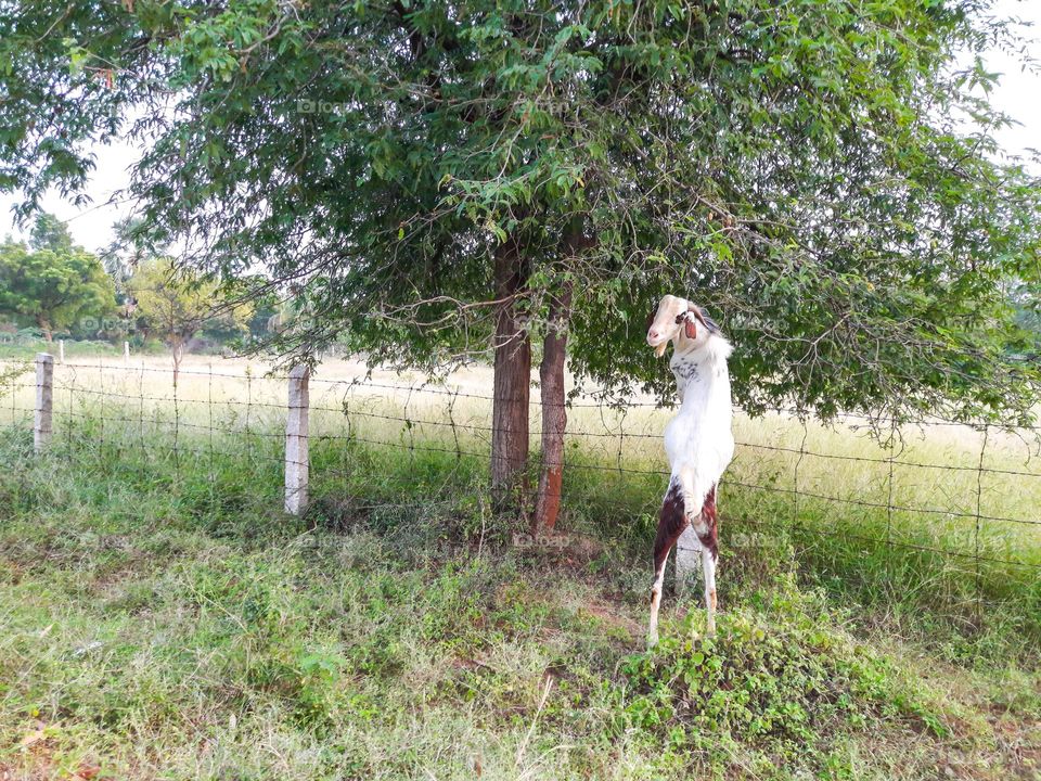 A big white goat trying to climb up over the fence to munch the leaves of the tree