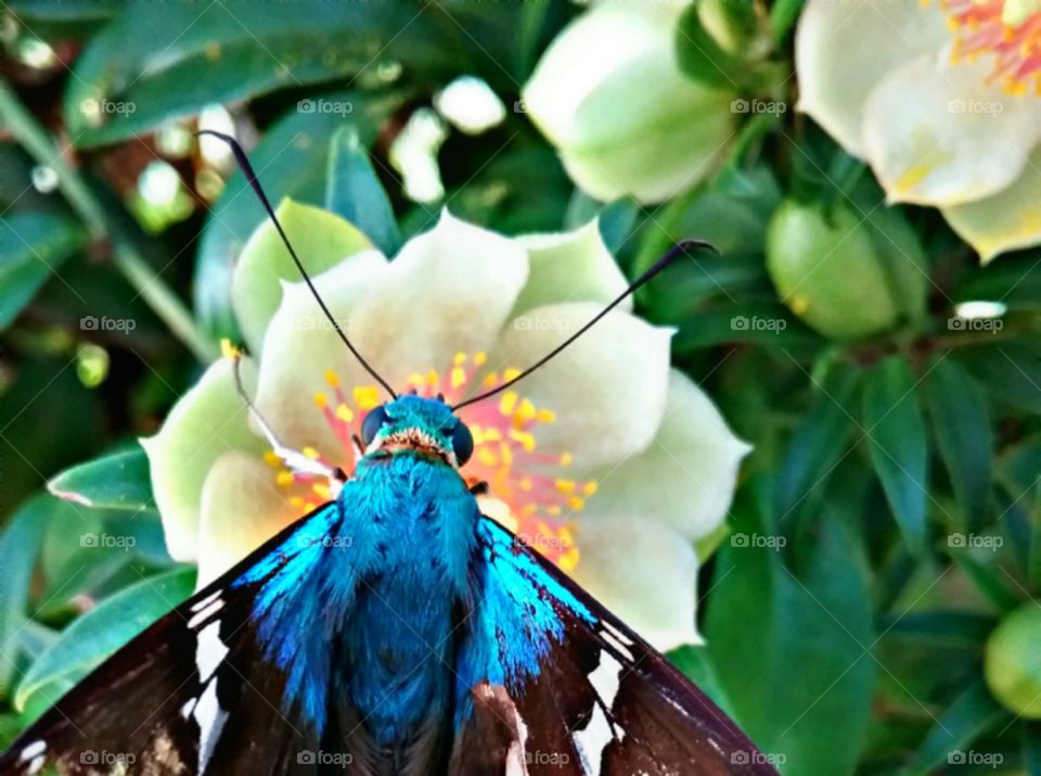 A simples borboleta azul consegue ser a mais bela na floraçao do milagroso Orapronobis.
