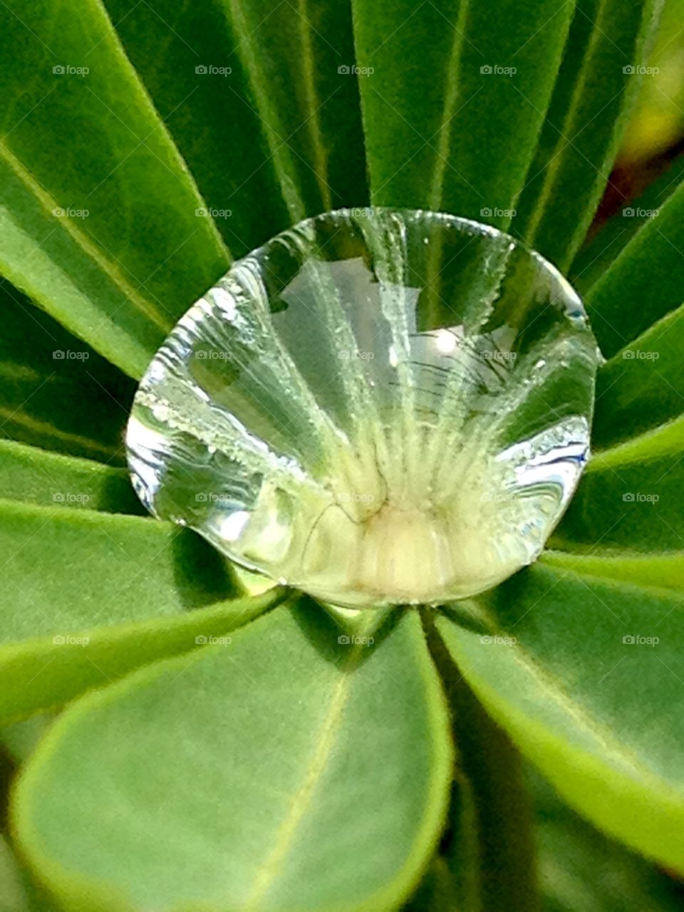 A drop of water life is born