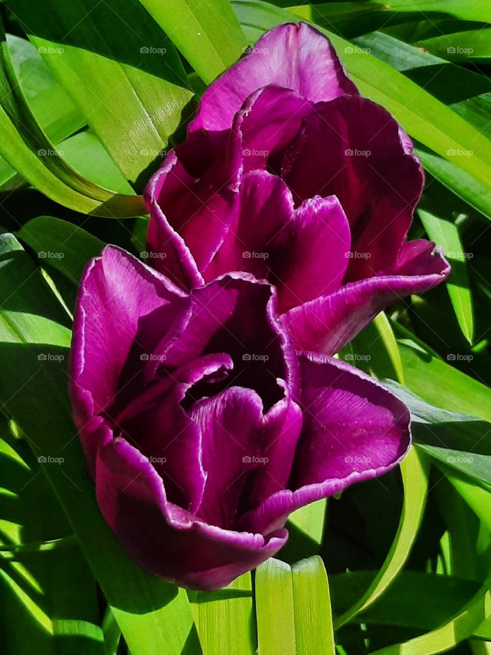 sunlit purple tulips in the garden