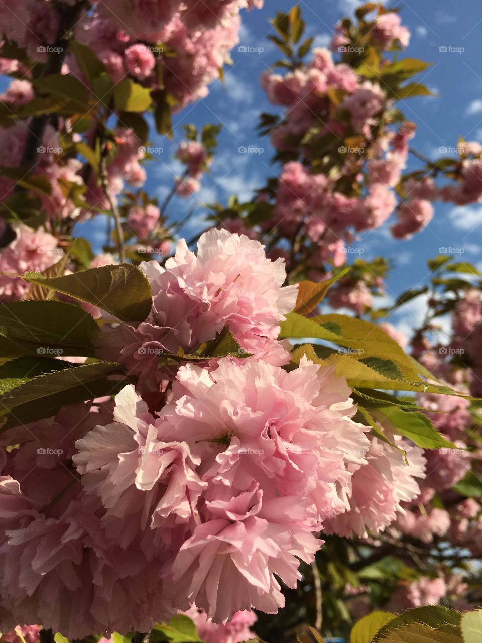 Kwanzan Japanese Ornamental Cherry