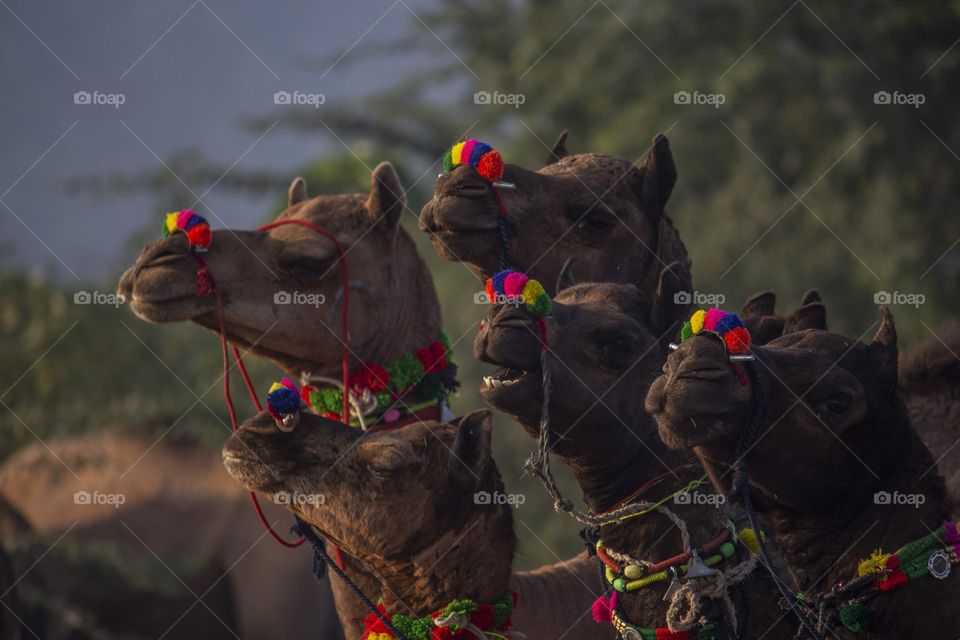 Pushkar camel fair 