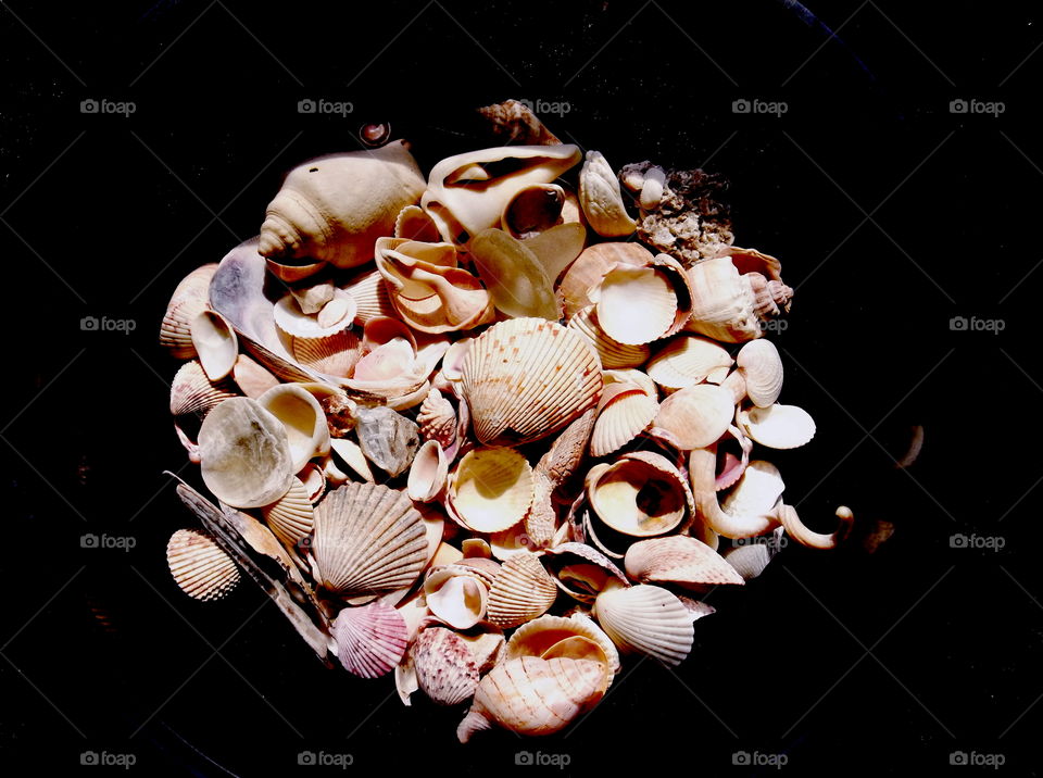 bowl of sea shells