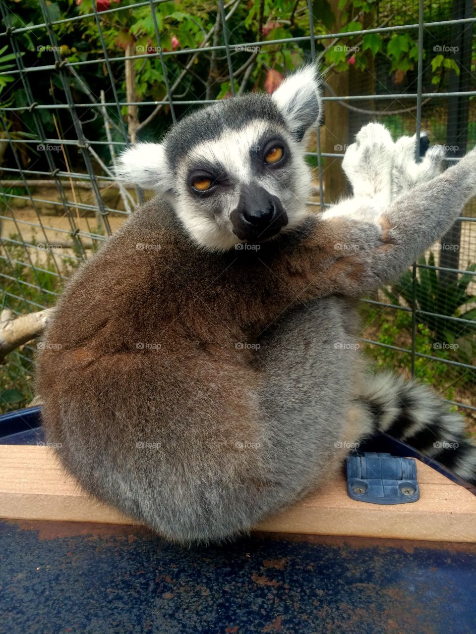 Sleepy lemur 