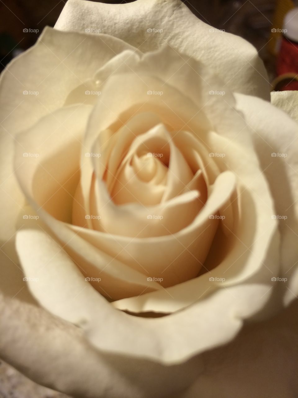 Cream rose