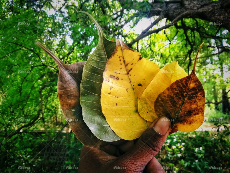 Autumn, season of the year between summer and winter during which temperatures gradually decrease. It is often called fall in the United States because leaves fall from the trees at that time. ... Many birds migrate toward the Equator to escape the f