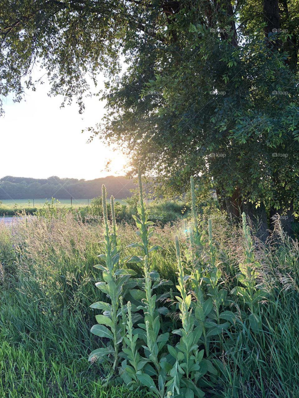 Sunset early light fading tall weeds and flowers before blooming 