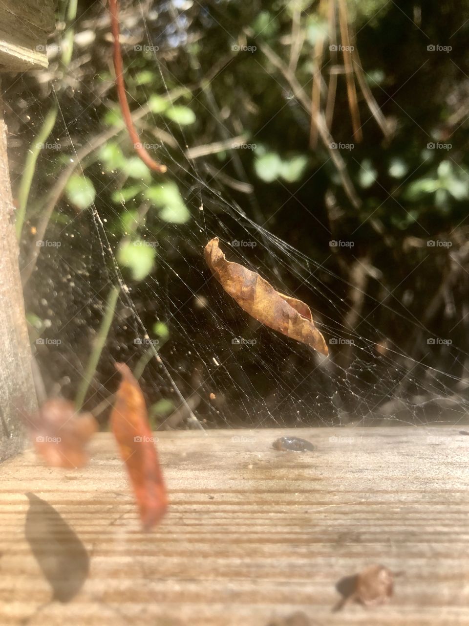Dry leaves suspended in spiderweb on wooden railing 