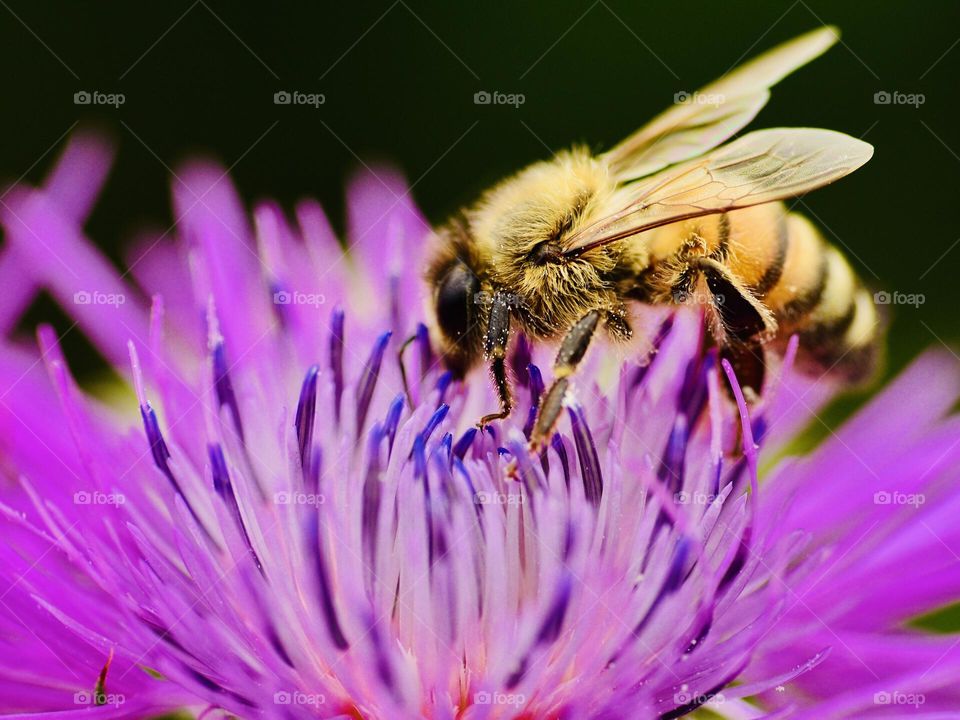 Bee collect pollen from a purple wild flower 