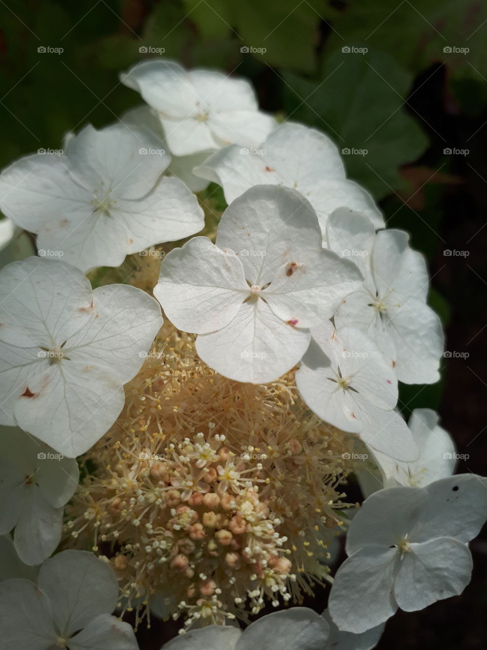 White Petals