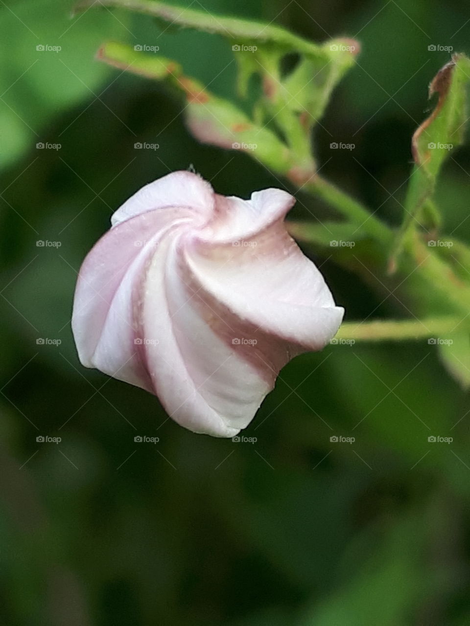 Pink And White Bud