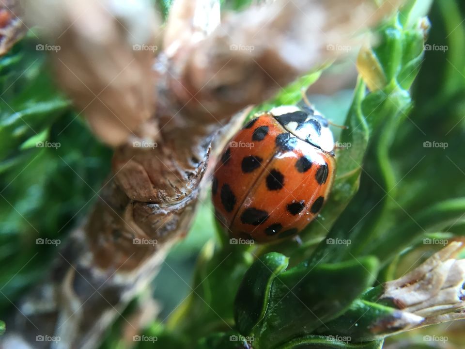 Ladybird in a bush. Ladybird in a bush. 