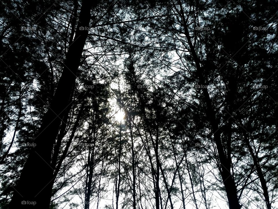sun n woods