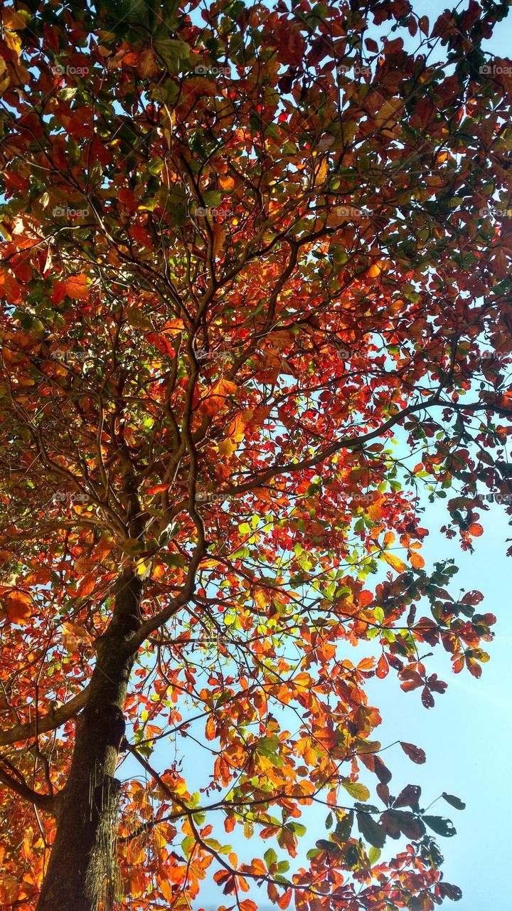 autumn colors and blue sky