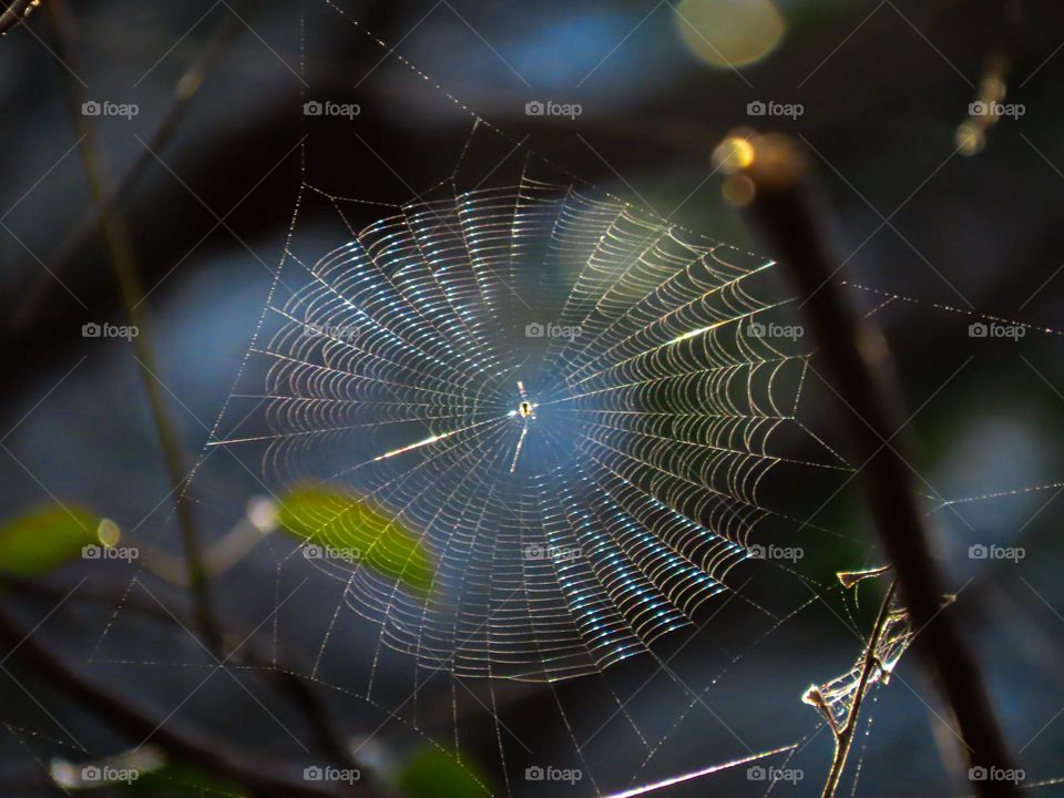 Spiderweb