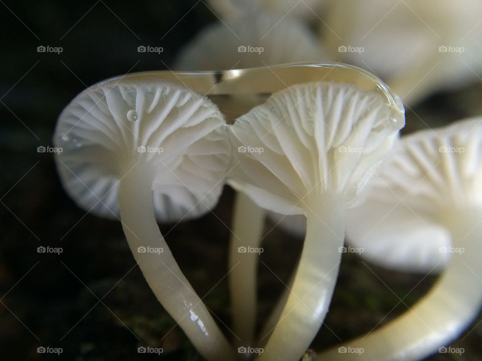 Rain drop on top of mushrooms