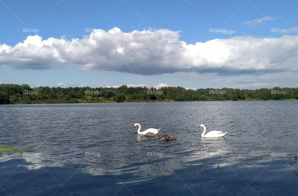 swans family on a lake summer landscape blue sky background