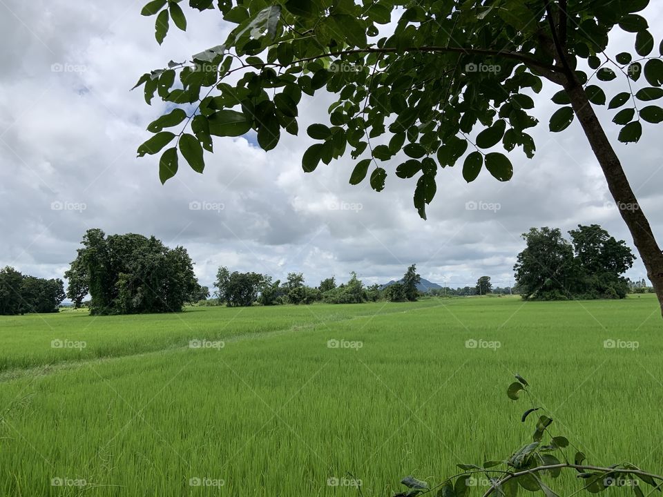 The stories of the rice field, Countryside 