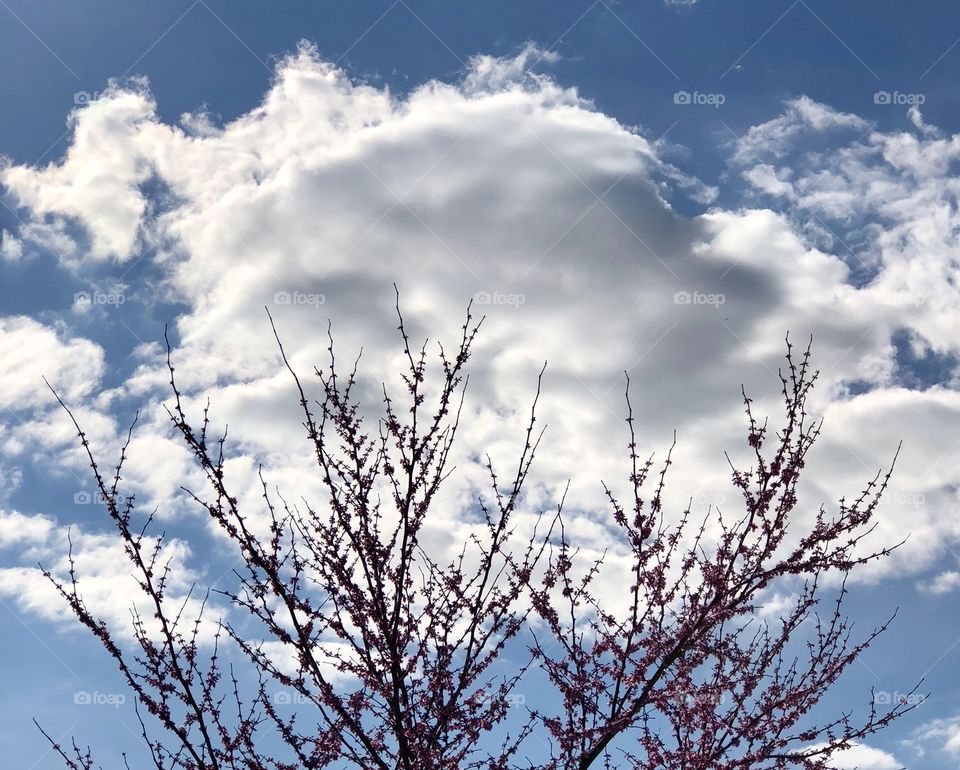 White fluffy clouds 