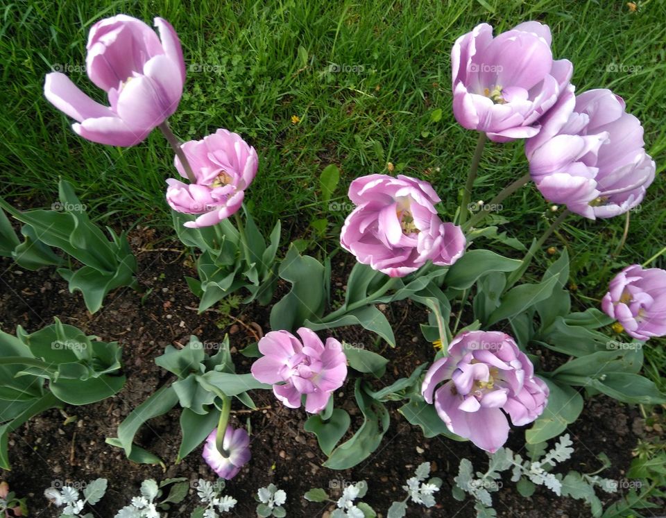 tulips flowers in the flowerbeds  spring time