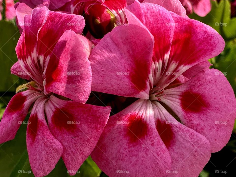 Beautiful group of pink flowers with red contrasts on their petals on a sunny day.