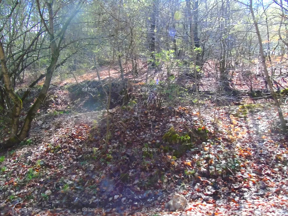 Trees
