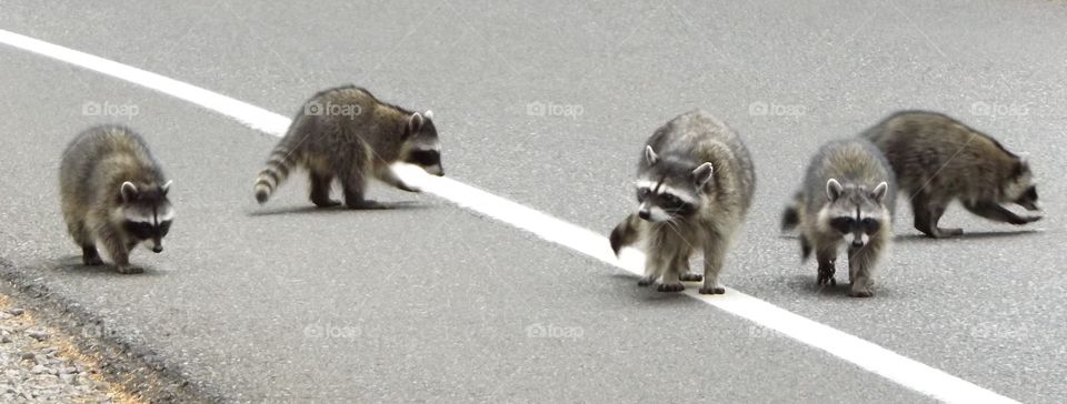 Raccoons 