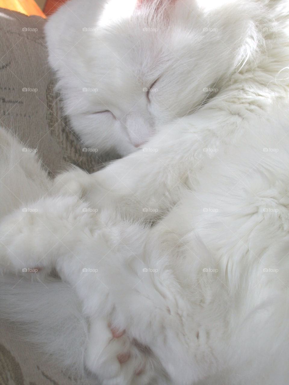 snow white cat sleeping by lenusik