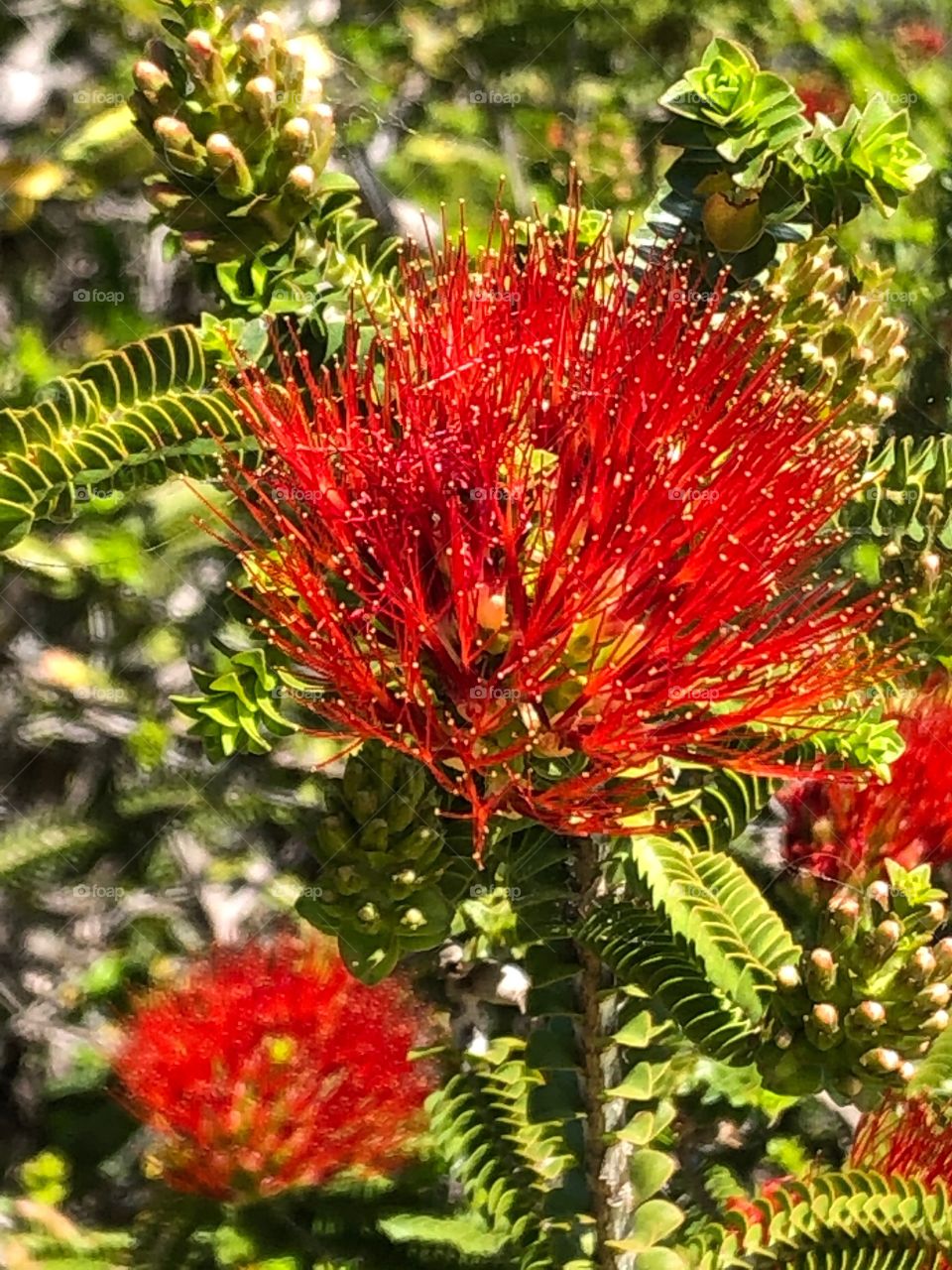 Red Wildflower, Western Australia 