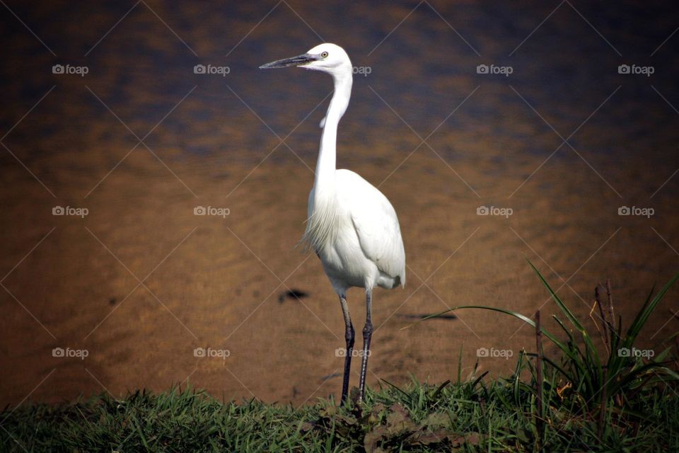 Little egret.