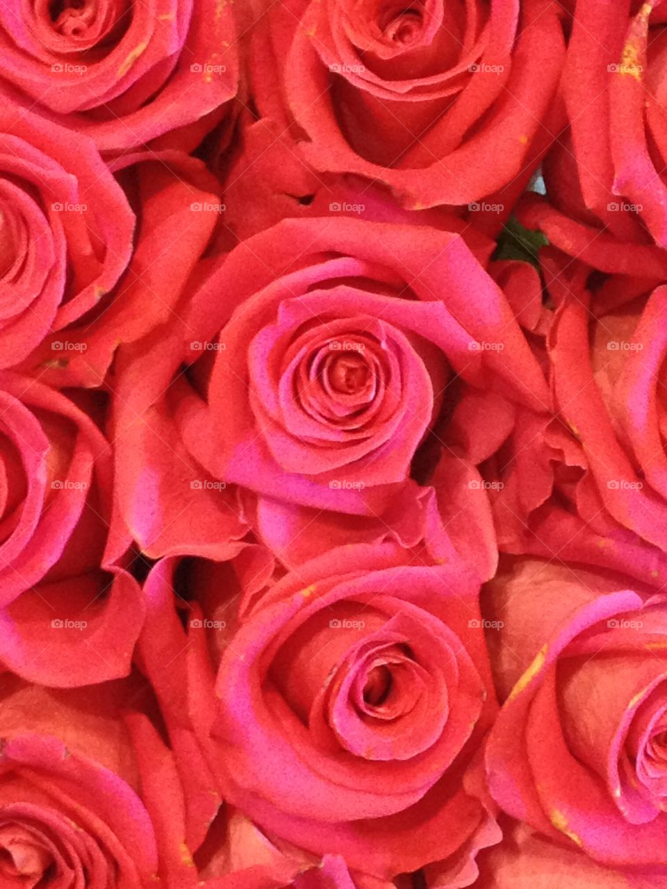 All Rosy. Taking the time to smell and capture the beautiful roses in a bouquet at my local market