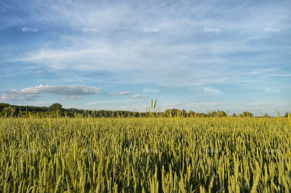 Fields of the native land
 
Privacy with nature. You never see that in the cities.. The fields are an amazing charge of solar and positive energy.