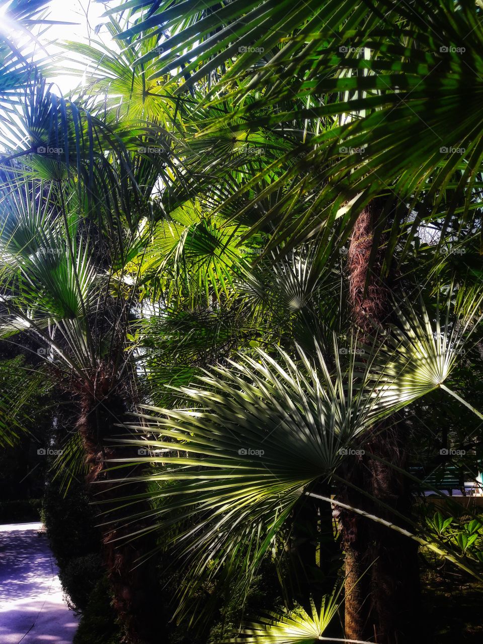 Plants green day forest