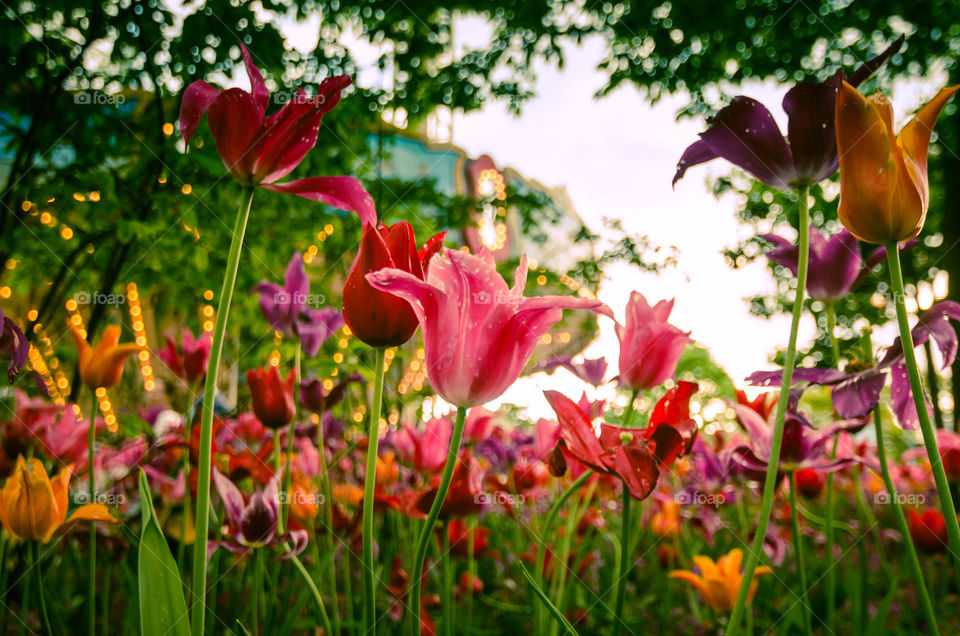 Close-up of multi coloured flowers