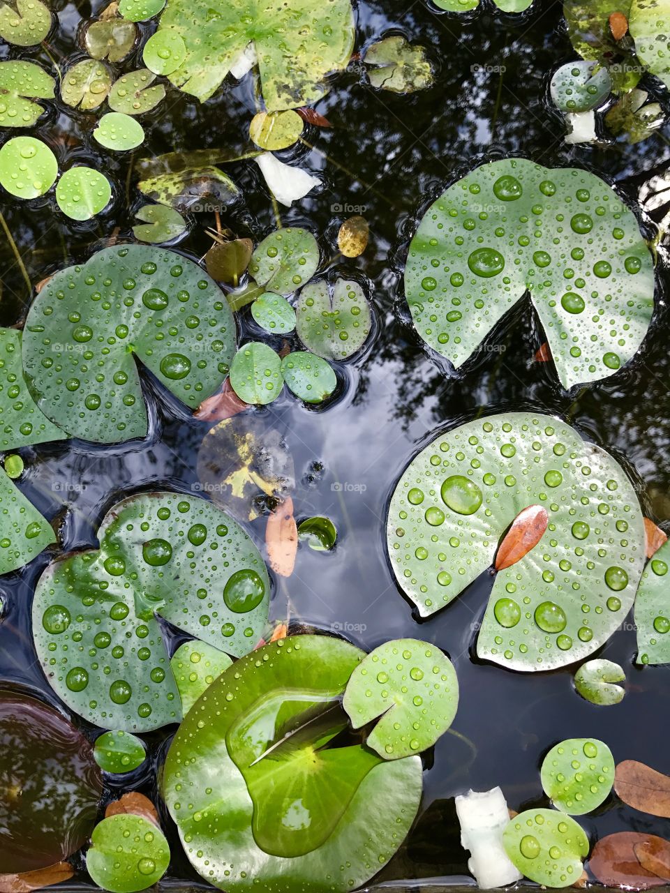 Green Lilypads