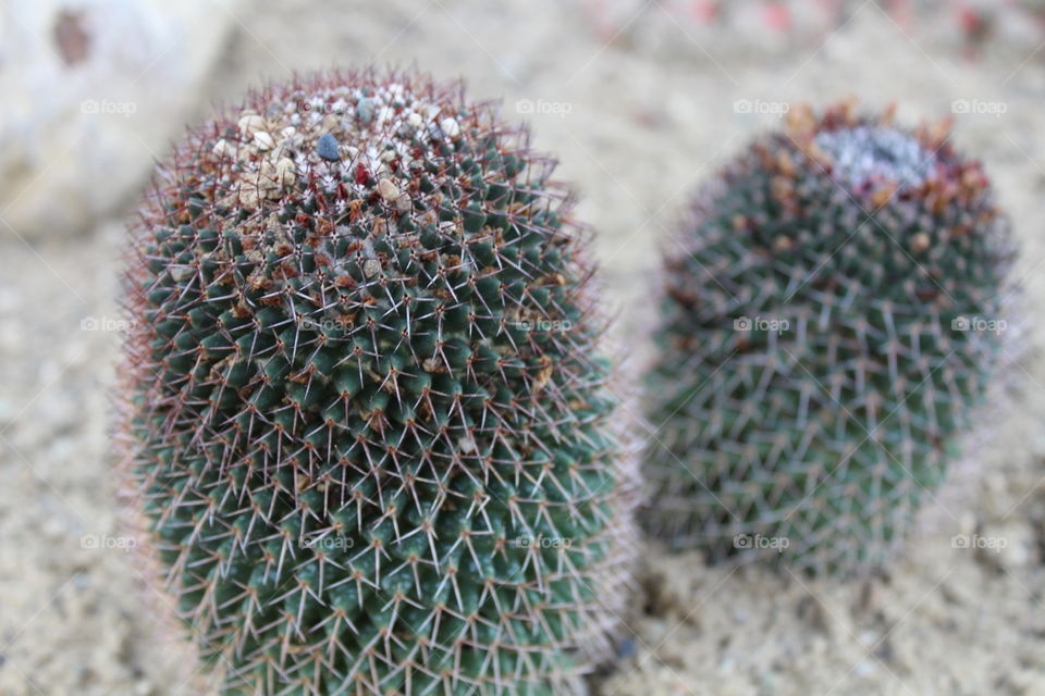 close-up of a two cacti with spikes