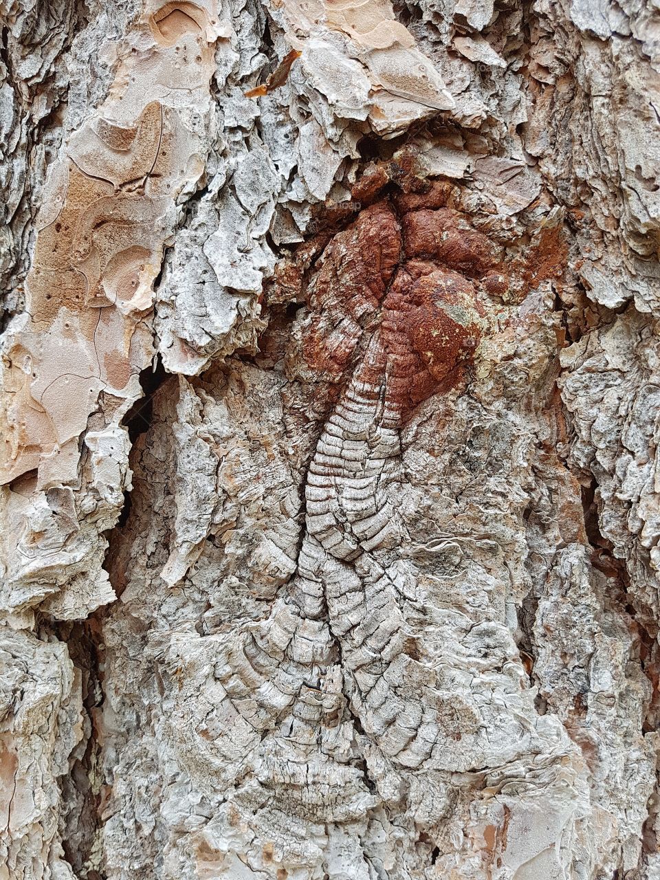 Pine Bark