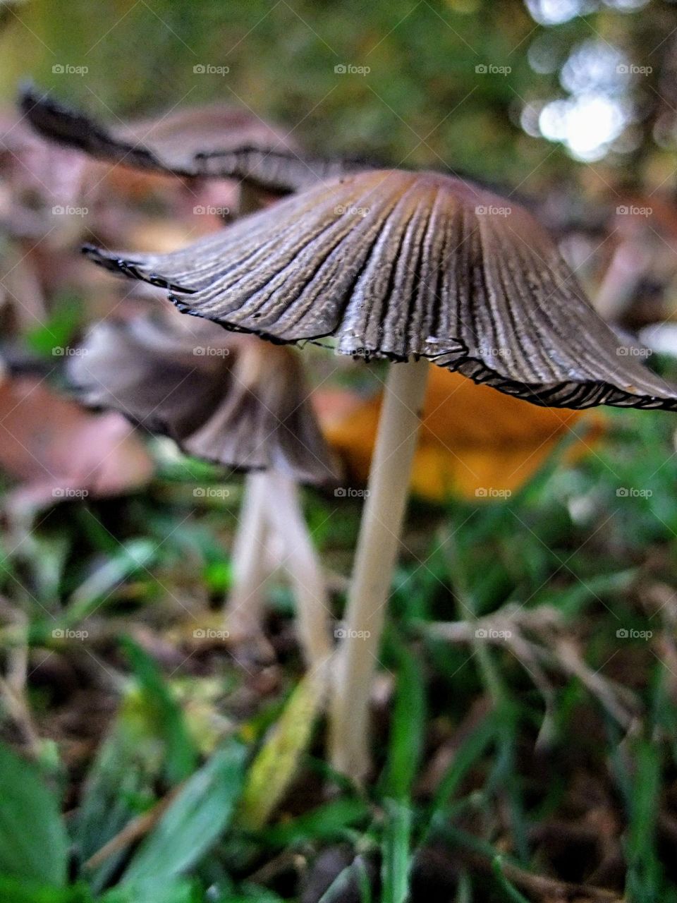 Macro close-up of an inkcap mushroom with others in the background on a bed of autumn leaves and green grass