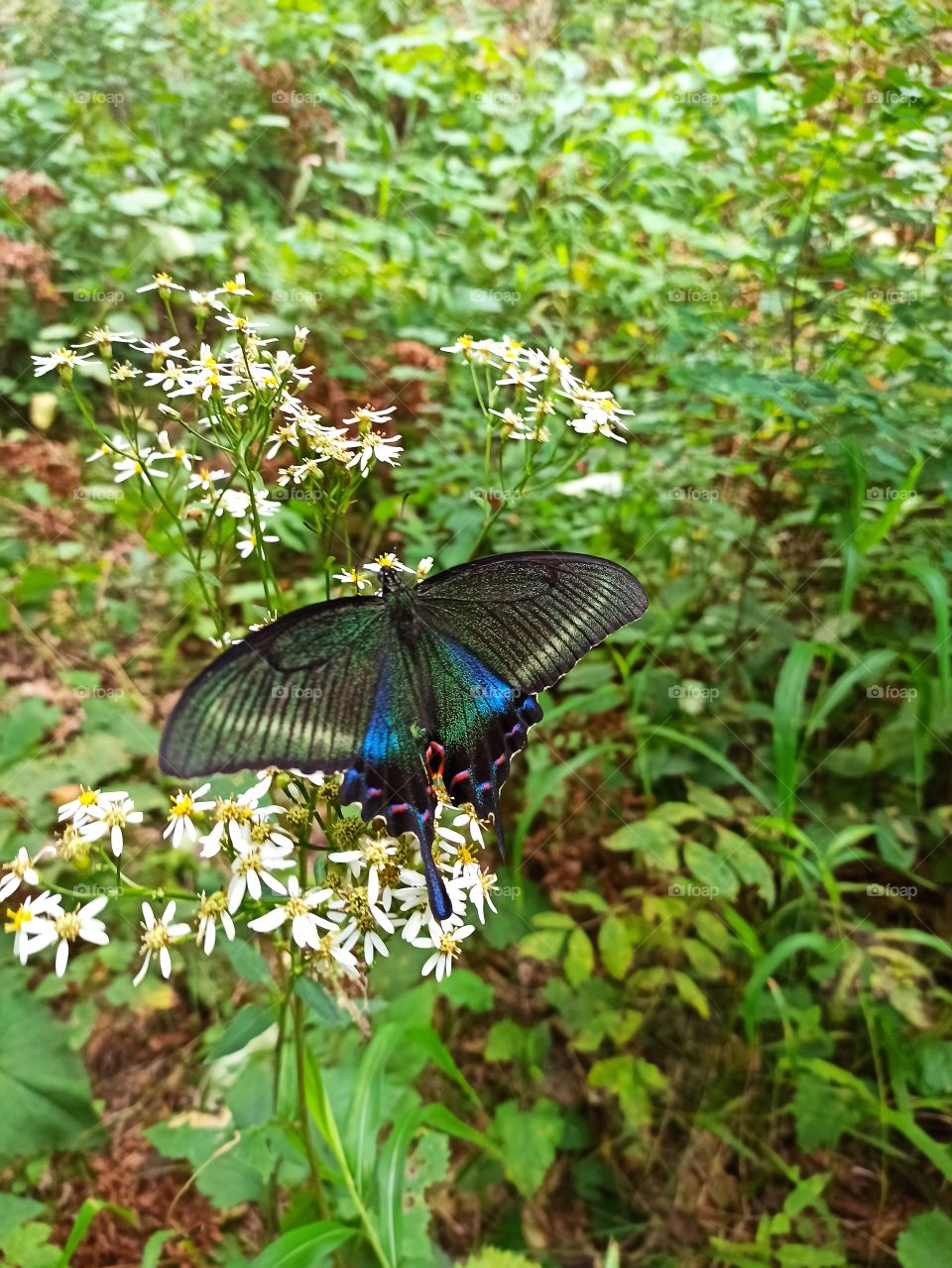 Красивые переливы Махаона