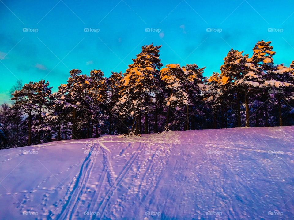 Colorful Winter