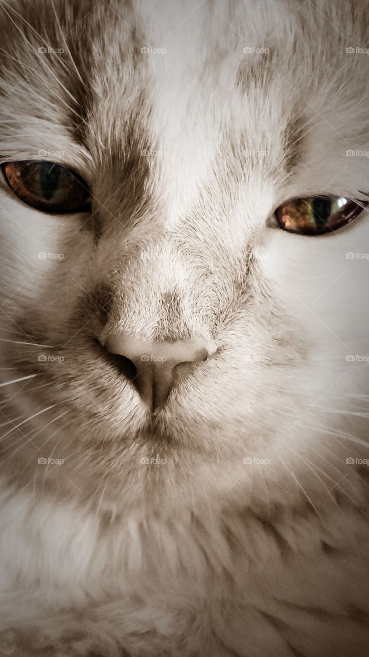 cat. closeup of Olaf